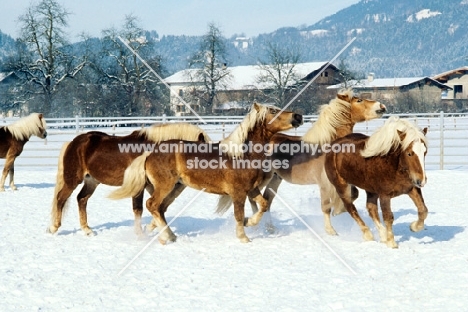 group of haflingers