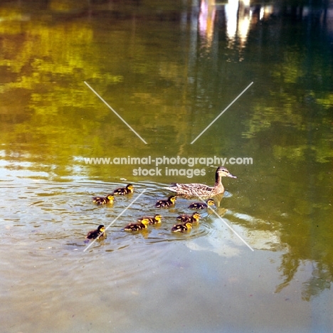 mallard with her nine ducklings