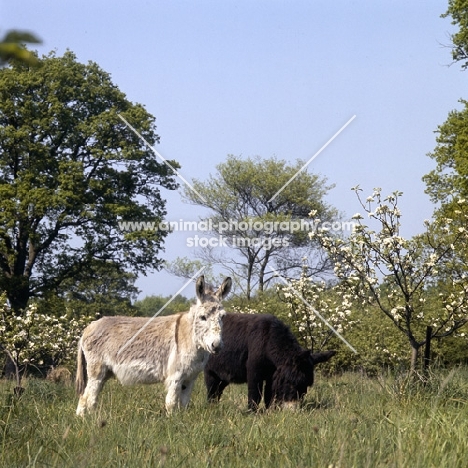 two donkeys in an orchard