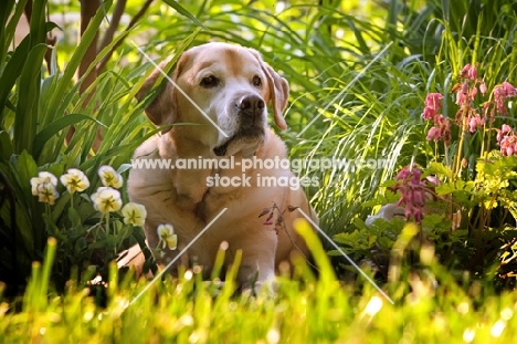 yellow lab lying in grass with flowers