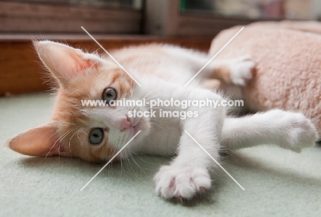 Ginger and white kitten reaching forward