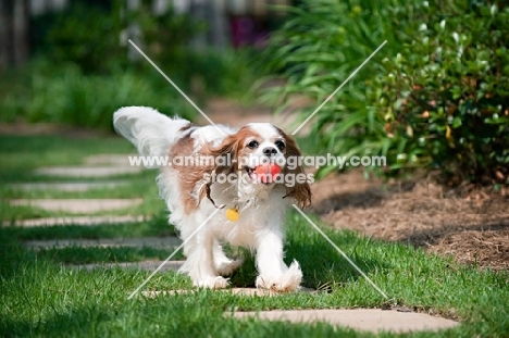 cavalier king charles spaniel retrieving ball