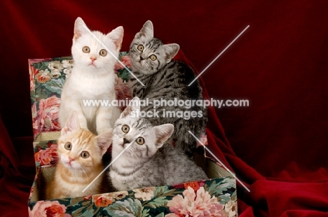 four kittens in a box