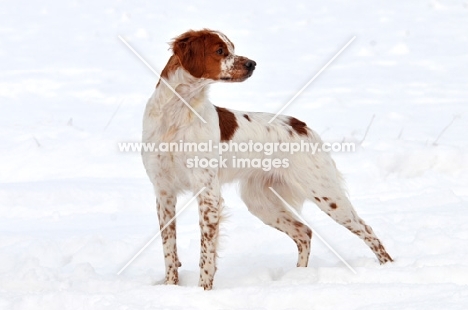 Brittany in snow