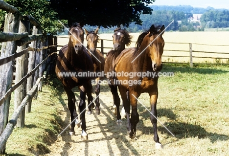 four trakehner horses walking towards camera