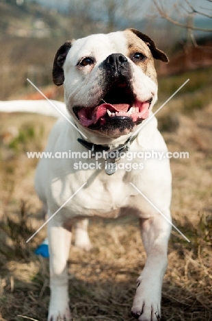 American Bulldog