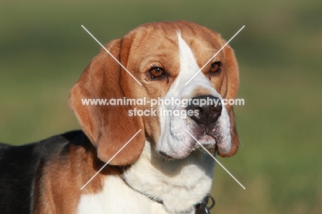 Beagle, head study