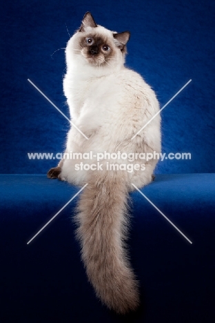 Ragdoll cat in studio on blue background