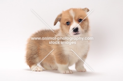 cute little Welsh Corgi Pembroke puppy