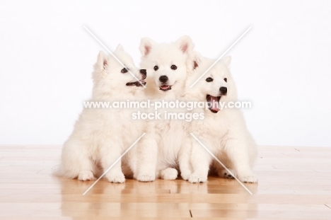 group of three American Eskimo puppies