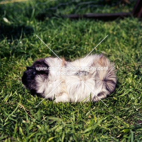 roan abyssinian guinea pig on grass side view