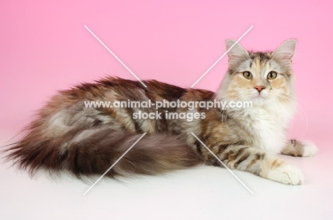 silver tortie norwegian forest cat