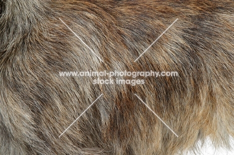 Brindle Australian Champion Cairn Terrier coat