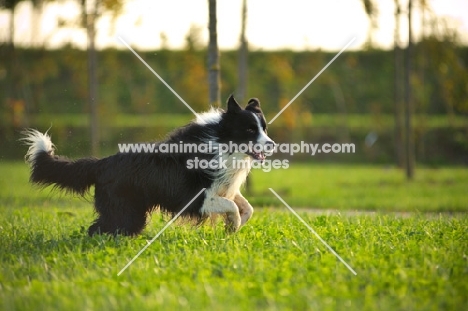 black and white border collie running free in a park