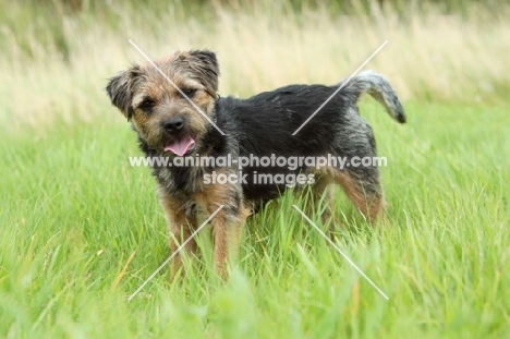 Border Terrier standing on grass