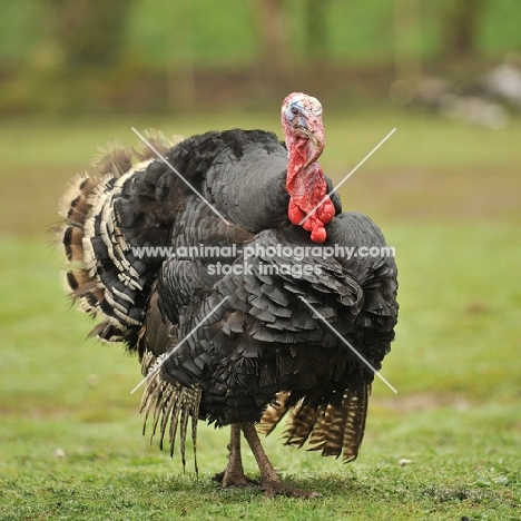 norfolk bronze turkey stag turkey
