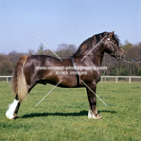 ross valiant jack, welsh pony of cob type (section c) standing in typical pose