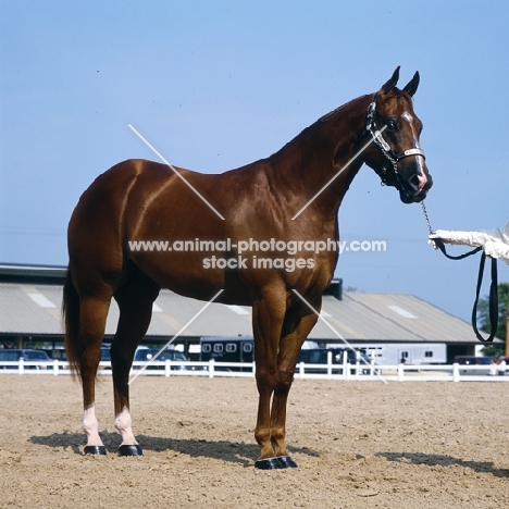 quarter horse in the ring at tampa show usa