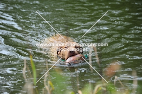 Chesapeake Bay Retriever retrieving with toy