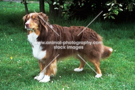 undocked australian shepherd dog