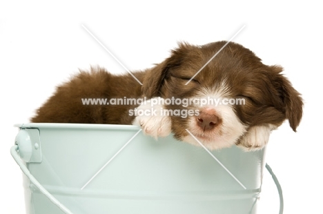 bearded collie puppy in a bucket on a white background