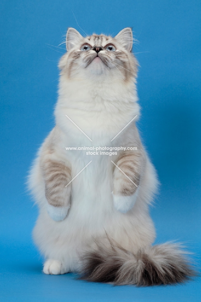 Ragdol on blue background, Seal Lynx Point Mitted, on hind legs