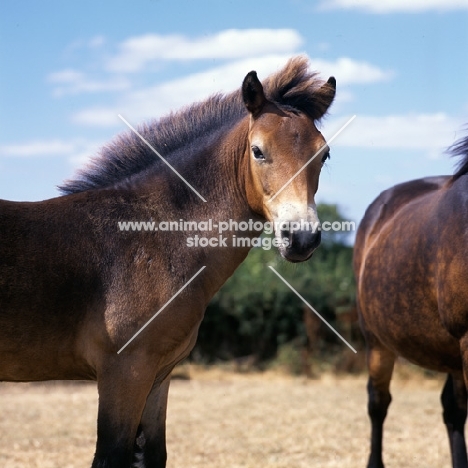 Exmoor foal head study, looking at camera