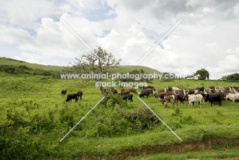 ankole herd in field