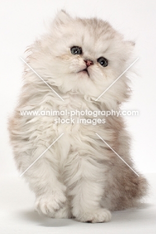 cute Chinchilla Silver Persian kitten