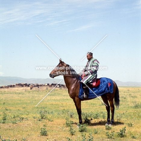 karabair stallion and rider in uzbekistan