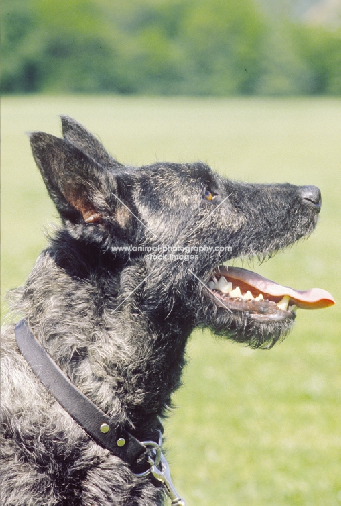 Nederlandse Herder - dutch sheepdog wirehaired, profile