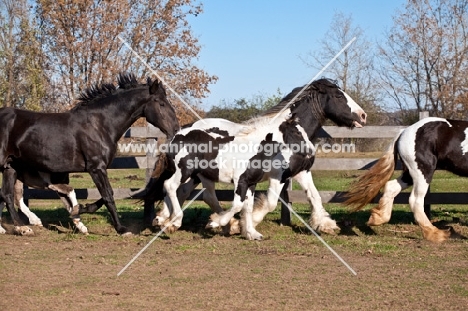 Gypsy Vanner running together