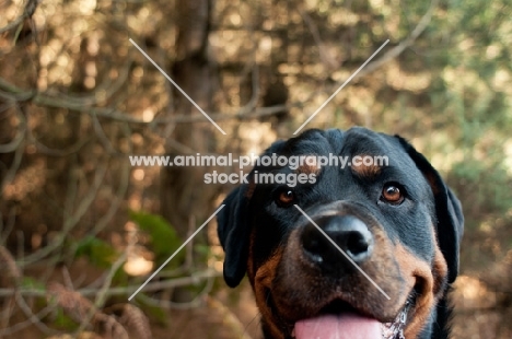 Rottweiler in the woods looking at camera with happy expression