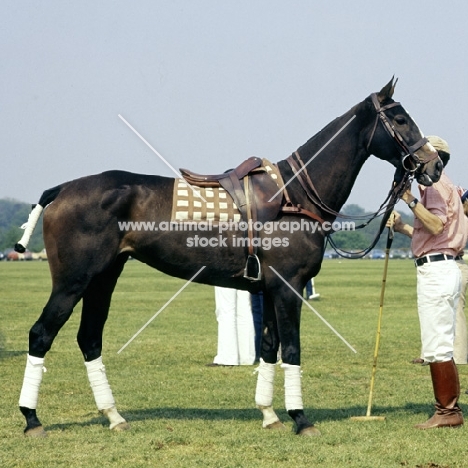 polo pony at smiths lawn