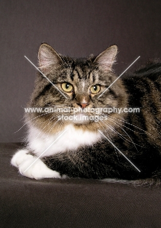 Siberian tabby and white colour