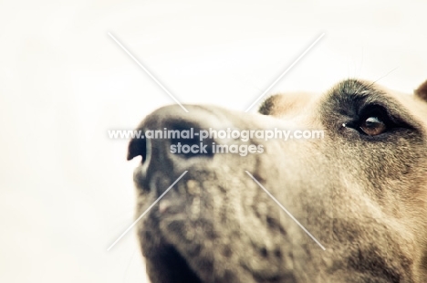 Great Dane close up