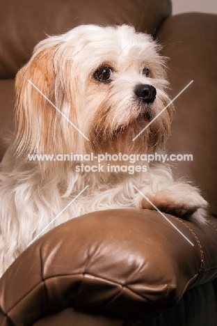 Lhasalier (Cavalier King Charles Spaniel cross Lhasa Apso Hybrid Dog)