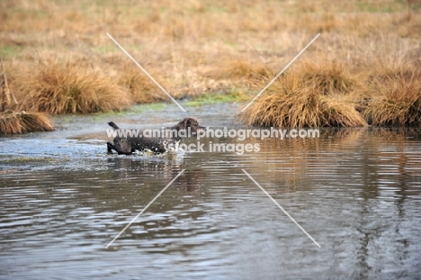 Pudelpointer walking in water