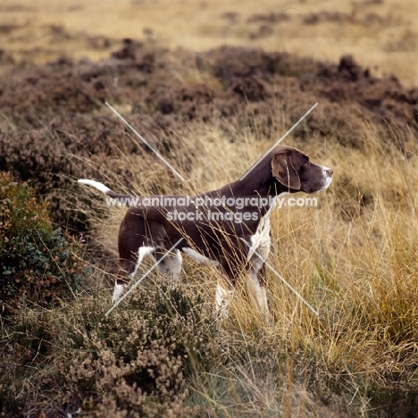 sh ch fiveacres chantelle, english pointer