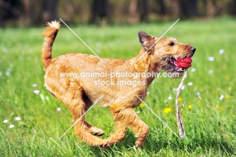 irish terrier with ball on string