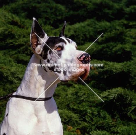 harlequin great dane with cropped ears