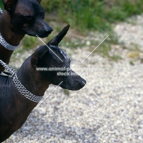 two mexican hairless dogs with chain collars, head studies