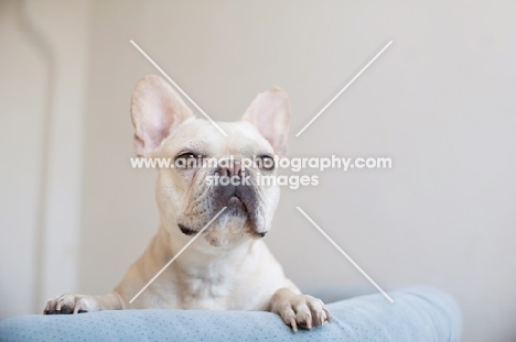 Fawn French Bulldog leaning over back of vintage blue Chesterfield sofa.