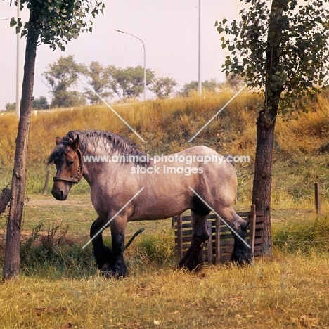 Jupiter de St Trond, Belgian heavy horse stallion surveying his territory