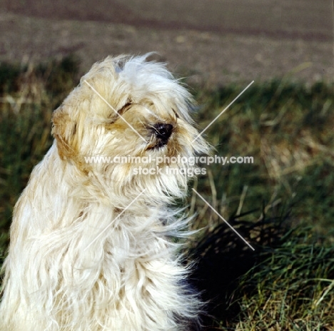 tibetan terrier in the wind