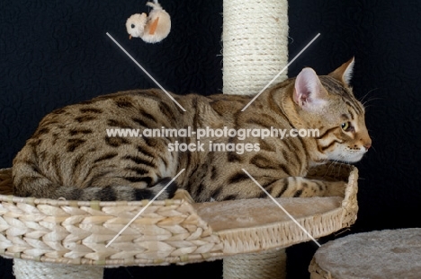 Bengal male cat crouched on a scratch post, studio shot
