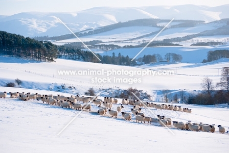 Scottish Blackface ewes in countryside