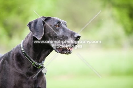 Black Great Dane standing in green yard.