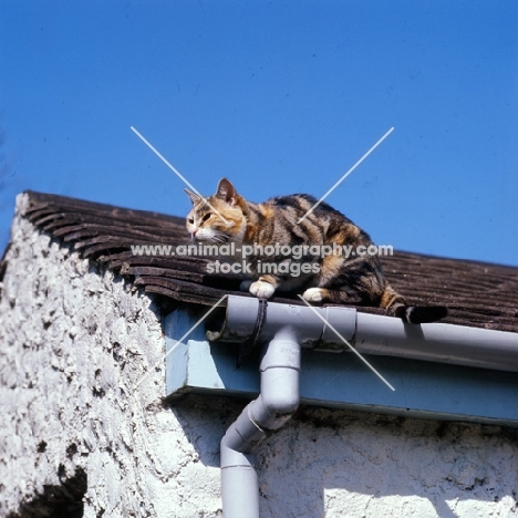 tortoiseshell and white non pedigree cat on a roof