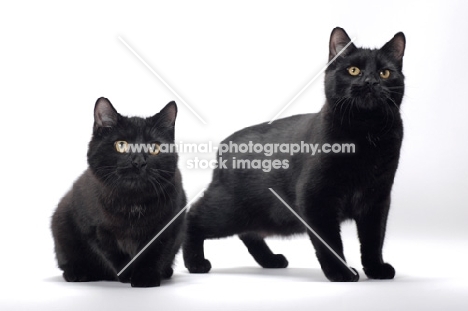two black Manx cats on white background